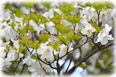 丹沢のシロヤシオ(1)