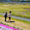 相模川の芝桜 2019-4 (11)