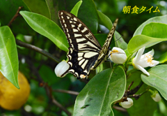 アゲハチョウの朝食タイム