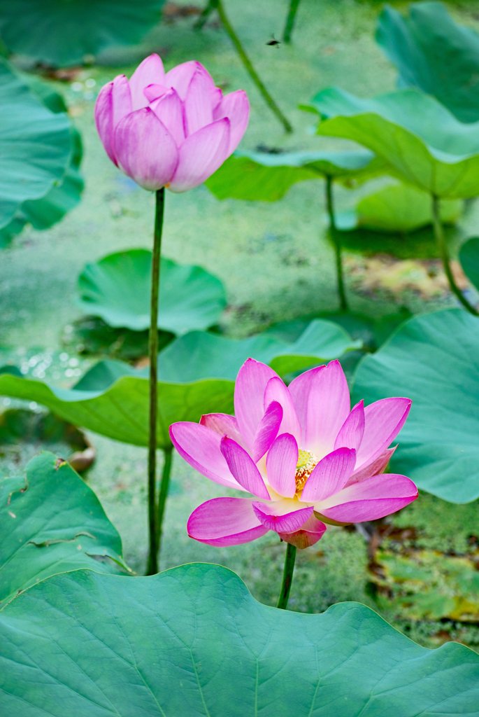 古代蓮の里を訪ねて2009(18)