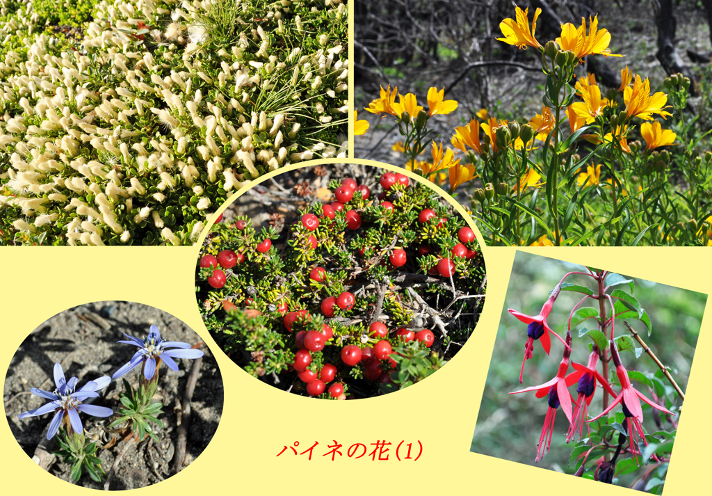 パイネ山群トレッキングでみた花（1）