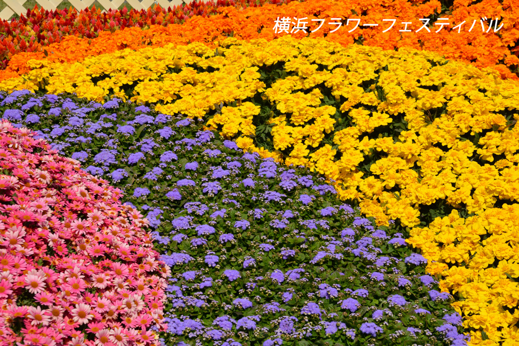 横浜みなとみらい散歩2014(6)