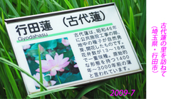 古代蓮の里を訪ねて2009(1)