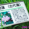 古代蓮の里を訪ねて2009(1)