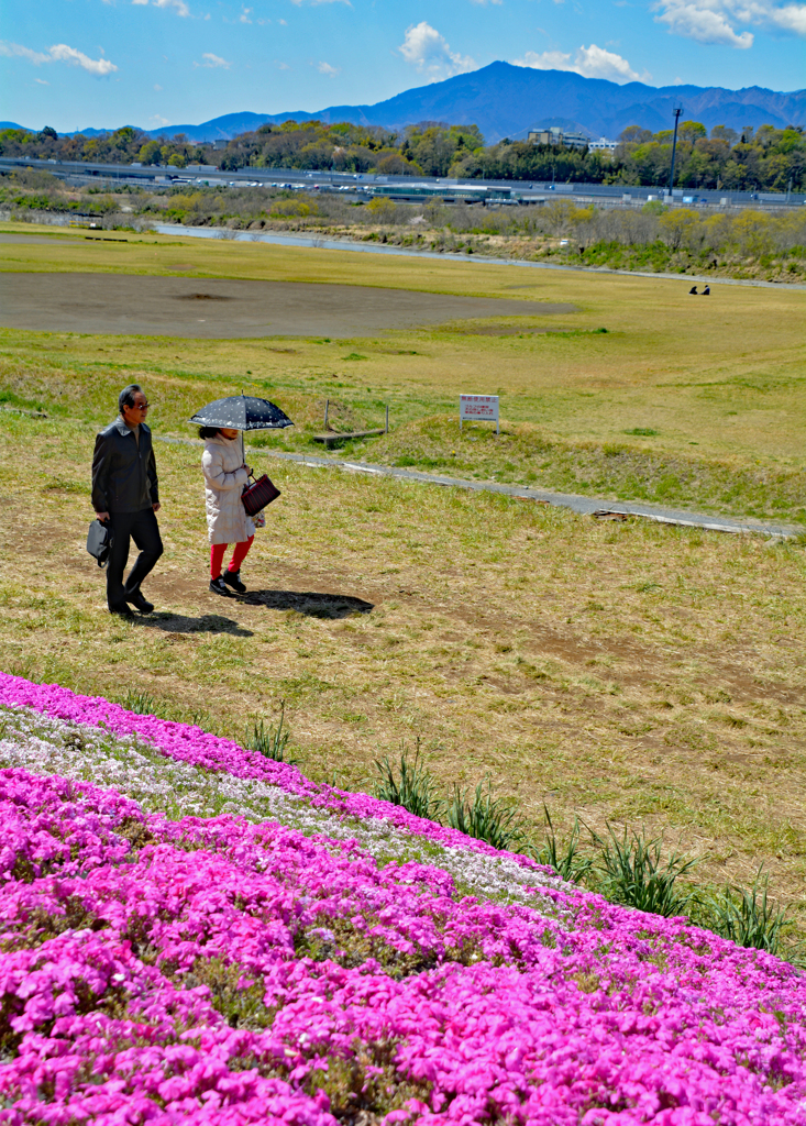 相模川の芝桜 2019-4 (10)