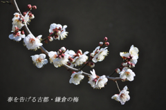 春を告げる古都・鎌倉の梅