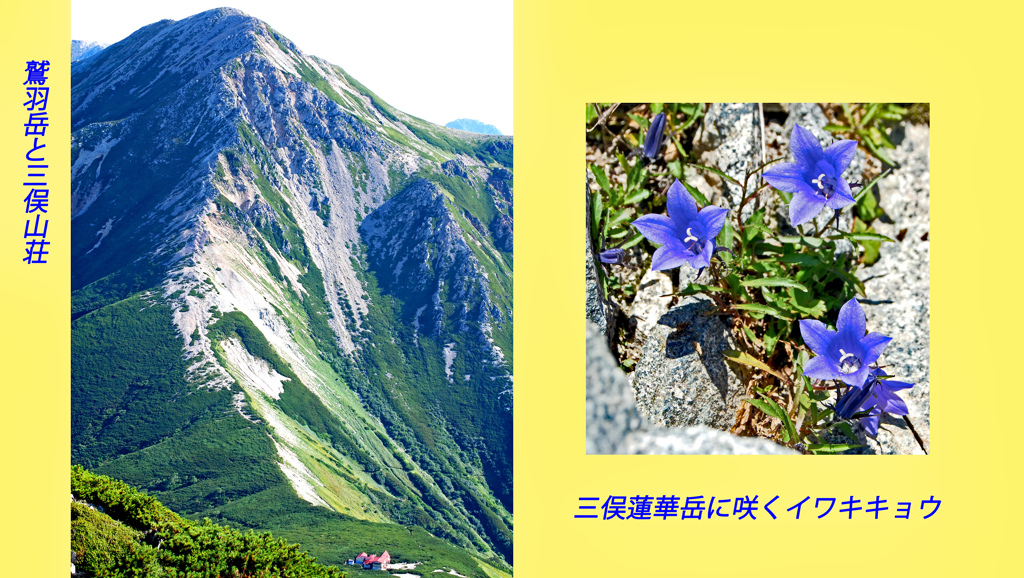 イワキキョウの咲く三俣蓮華岳より眺める鷲羽岳(2924m)と三俣山荘