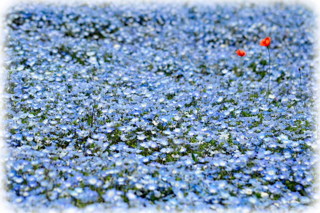 ネモフィラの海に漂うポピー