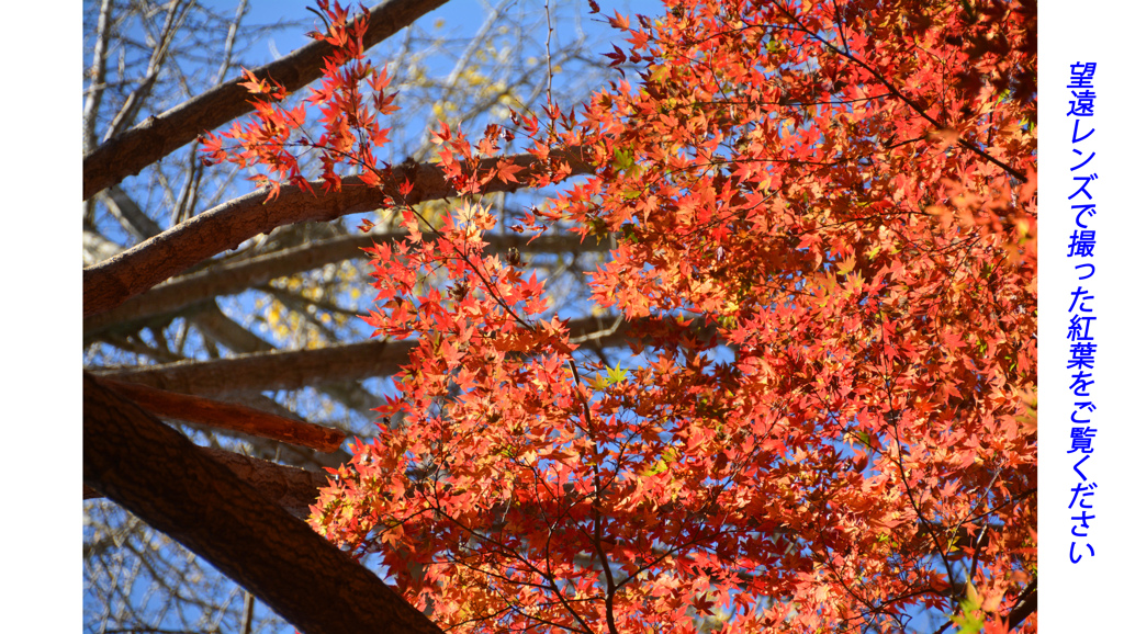 鎌倉アルプス紅葉狩り2014(43)