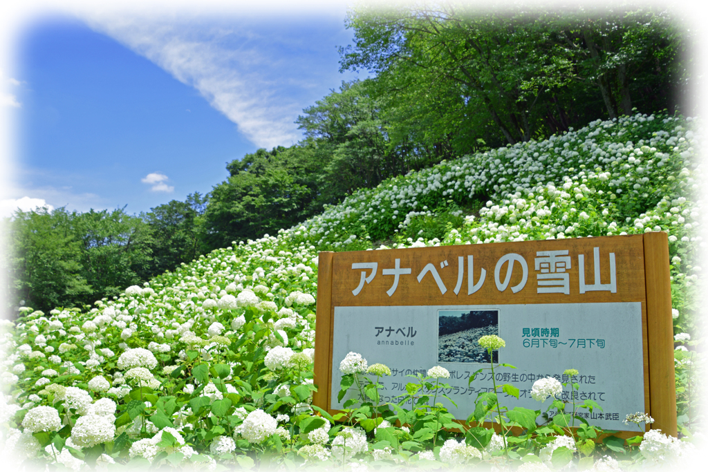 東京サマーランドのアナベルの雪山