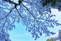 雪化粧の宮島2015(6)