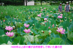 古代蓮の里を訪ねて2009(2)