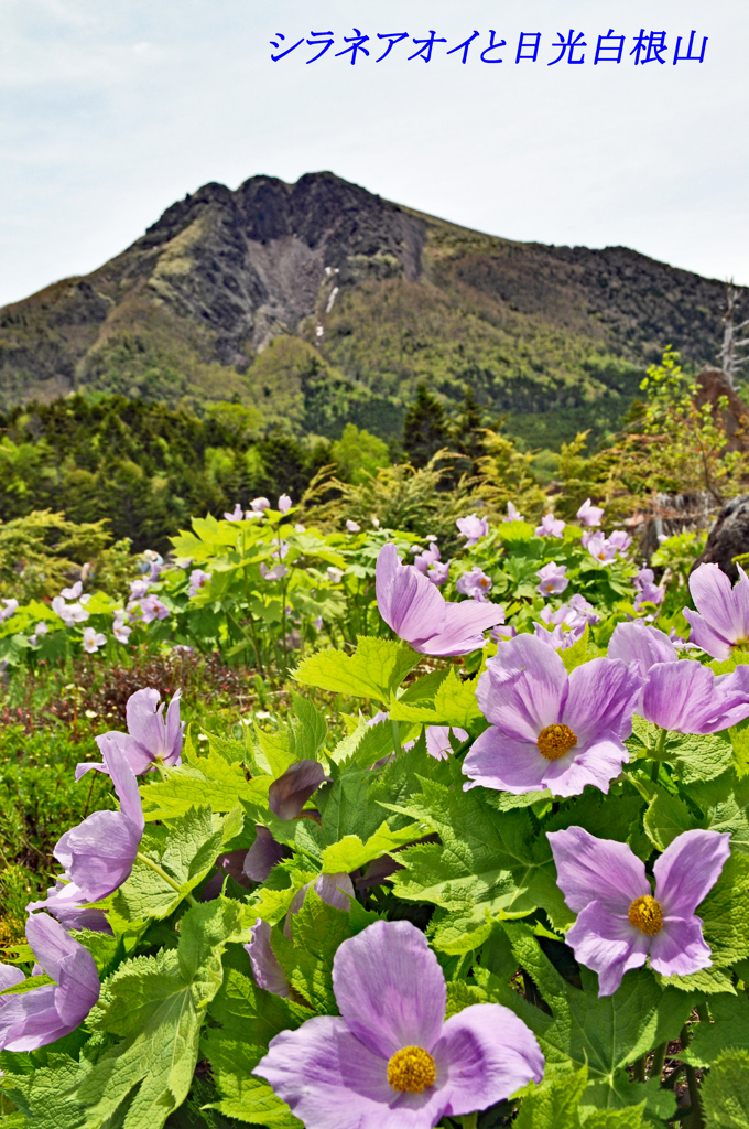 シラネアオイと日光白根山