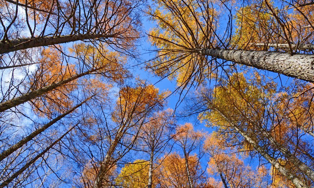 秋の大菩薩峠の山旅(8)
