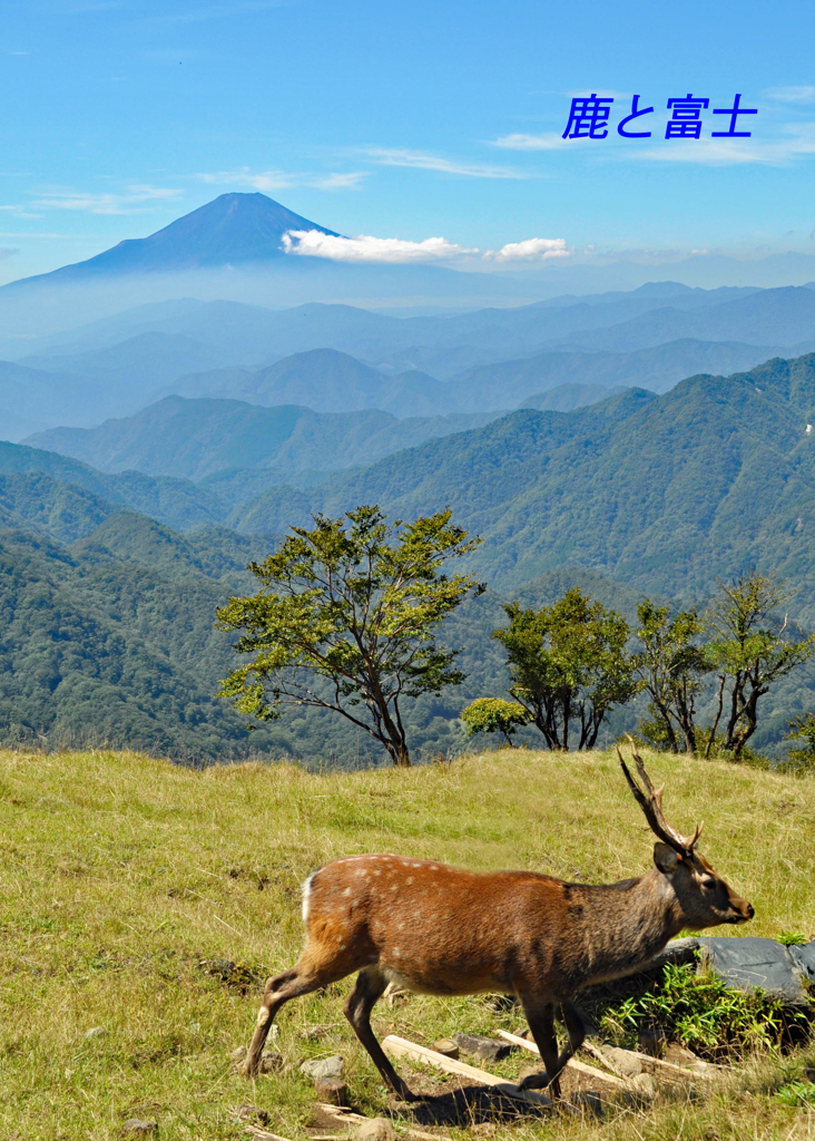 丹沢・塔ノ岳登頂セレクト写真集 2008～2018(29)