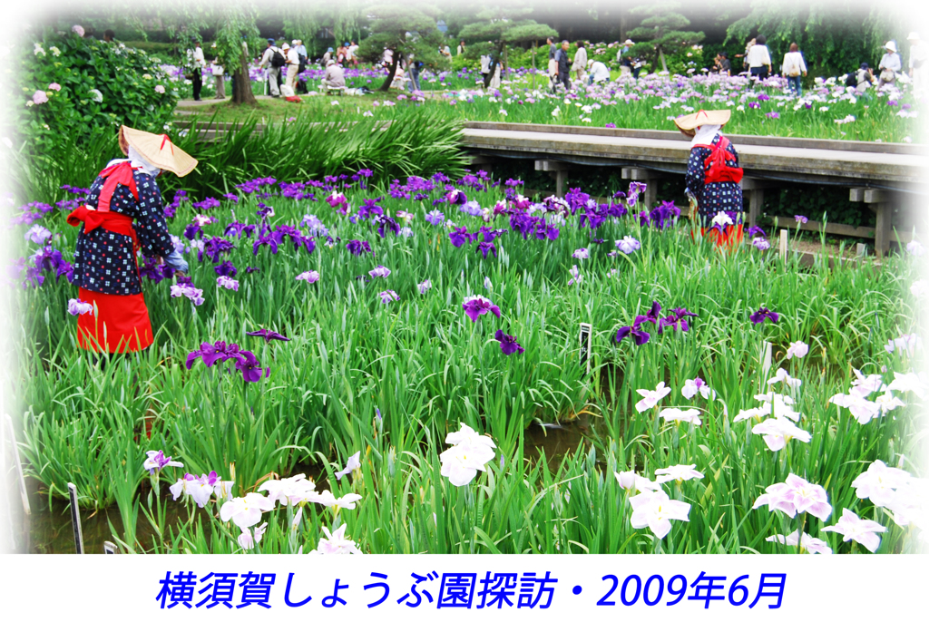 横須賀しょうぶ園探訪2009(1)