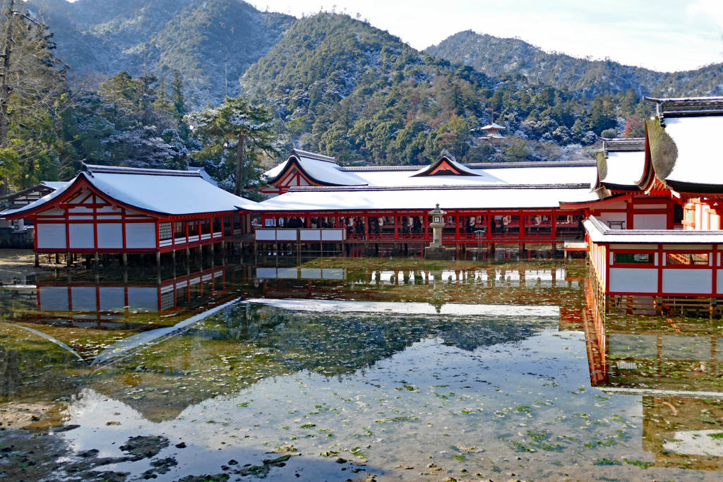雪化粧の宮島2015(4)