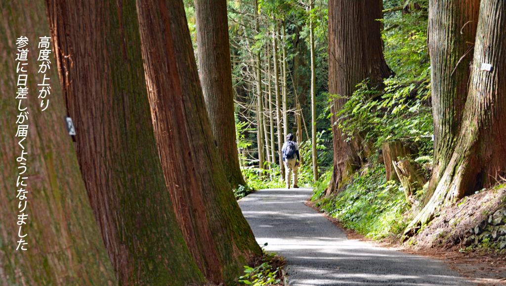 リハビリ山行：御岳山2014(17)