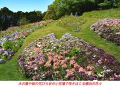 春の里山ガーデンフェスタ in 横浜 2021 (3)