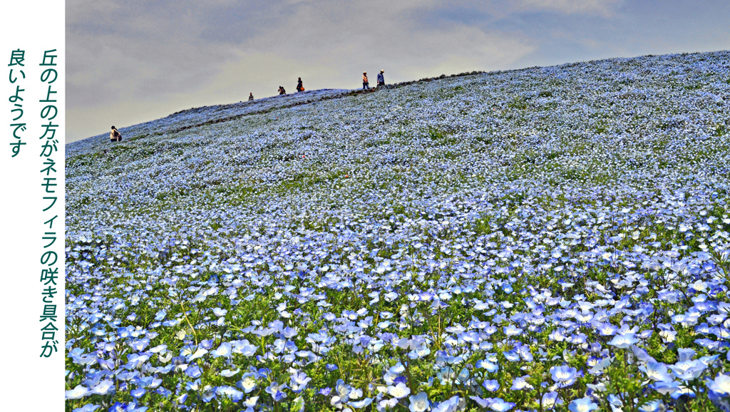 ネモフィラ・コキア　セレクト写真集2011/2012(5)