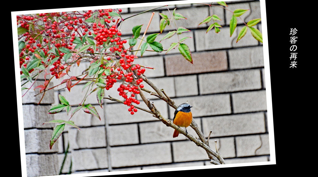珍客・ジョウビタキの再来