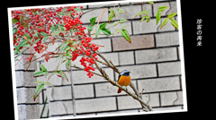 珍客・ジョウビタキの再来