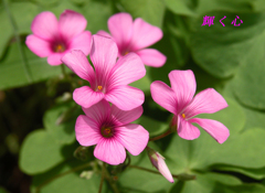 輝く心(オキザリスの花言葉）