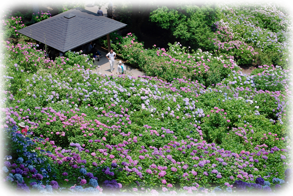 絢爛豪華なアジサイ屋敷(千葉県茂原市)