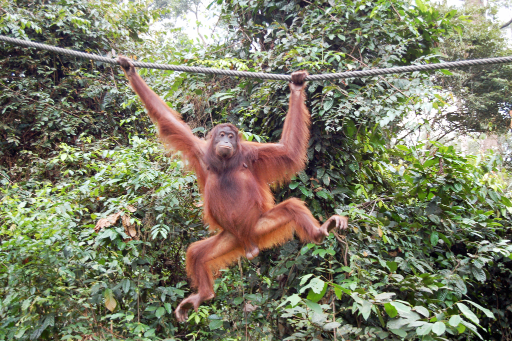 おどけた姿で見物人にアピールするオランウータン
