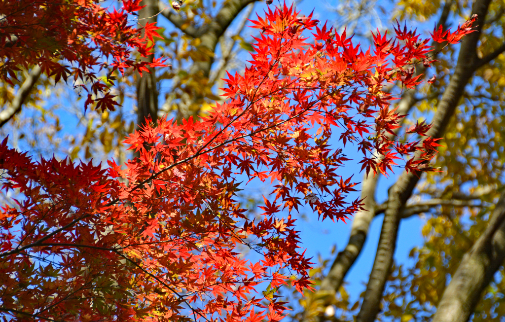 鎌倉アルプス紅葉狩り2014(46)