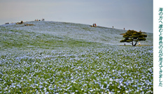ネモフィラ・コキア　セレクト写真集2011/2012(3)