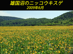 雄国沼のニッコウキスゲ2009(1)