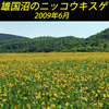 雄国沼のニッコウキスゲ2009(1)