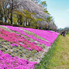 相模川の芝桜 2019-4 (5)