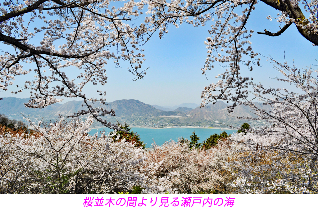 瀬戸内の三千本桜 2011 (11)