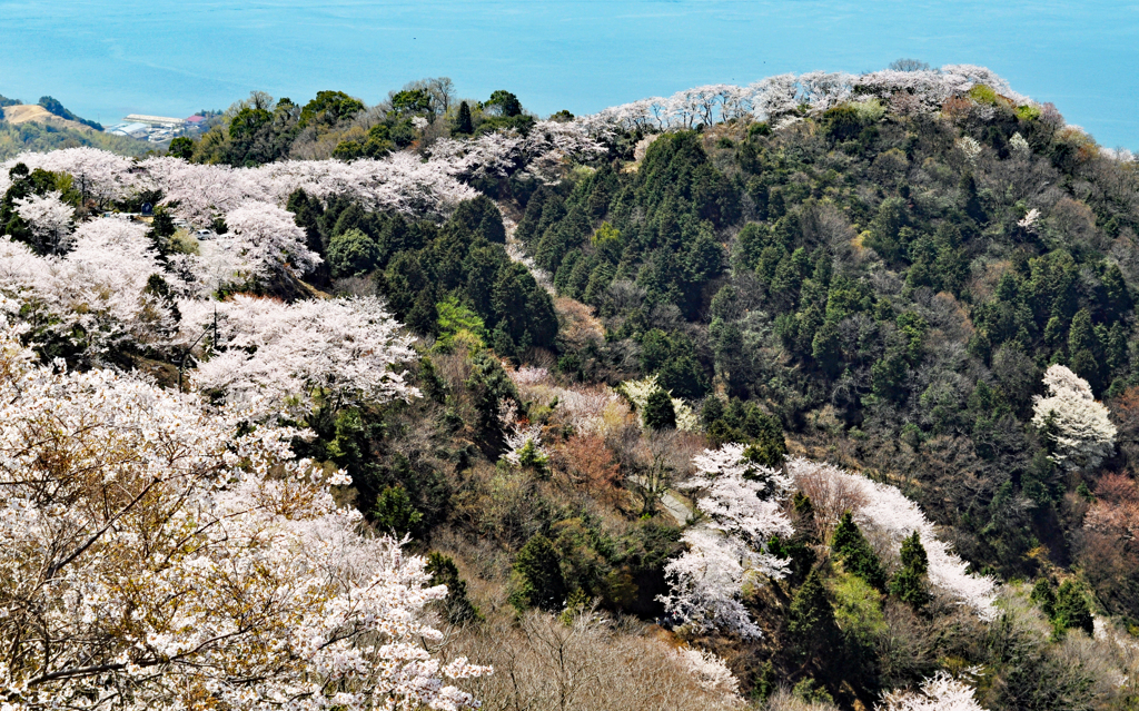 瀬戸内の三千本桜 2011 (15)