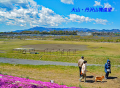 相模川の芝桜 2019-4 (2)