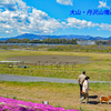 相模川の芝桜 2019-4 (2)