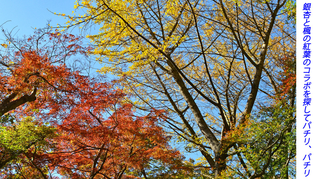 鎌倉アルプス紅葉狩り2014(35)