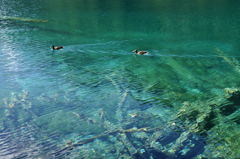 鏡海のブルーの湖面を泳ぐ鴨