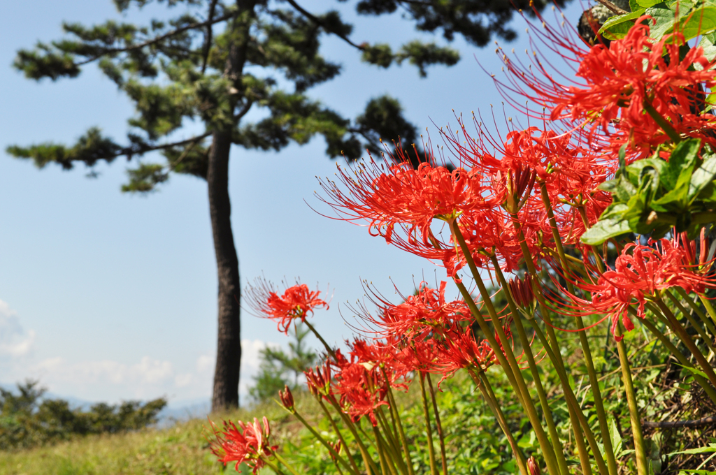 高尾山の彼岸花