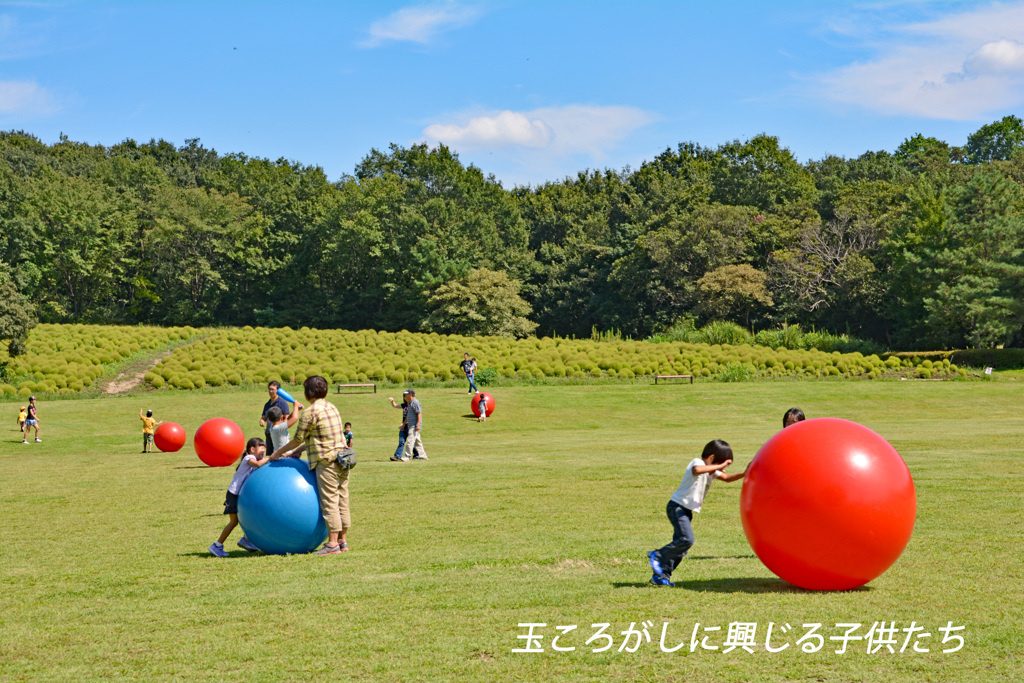 コリウス・コキアを訪ねて2014(19)