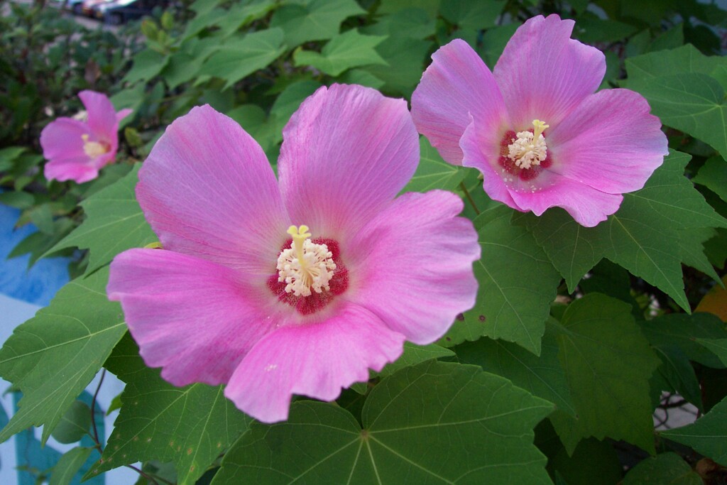 しとやかな芙蓉の花