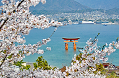 宮島・満開桜3