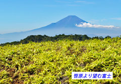 丹沢・塔ノ岳登頂セレクト写真集 2008～2018 (16)