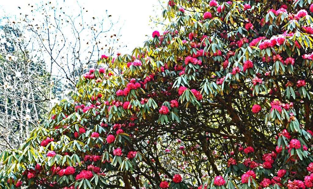 ロッジの脇で咲き誇るシャクナゲ