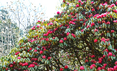 ロッジの脇で咲き誇るシャクナゲ