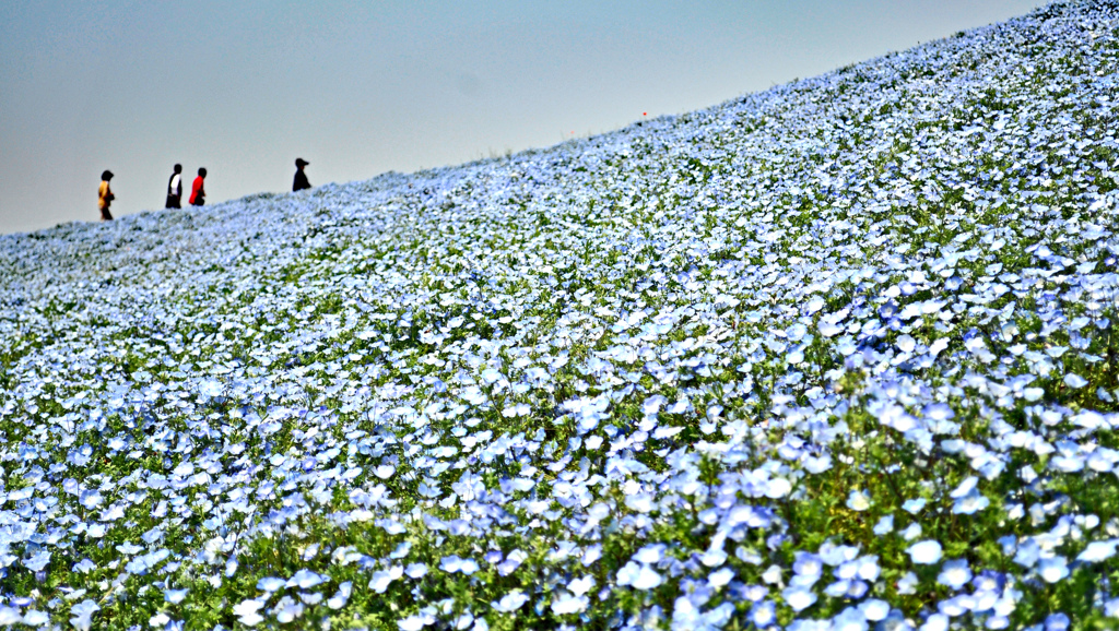 ネモフィラ・コキア　セレクト写真集2011/2012(7)