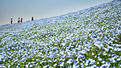 ネモフィラ・コキア　セレクト写真集2011/2012(7)