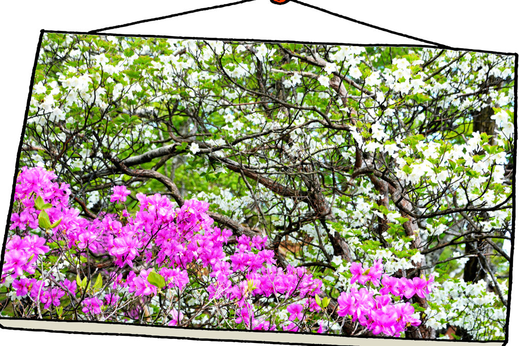 シロヤシオとトウゴクミツバツツジの競演